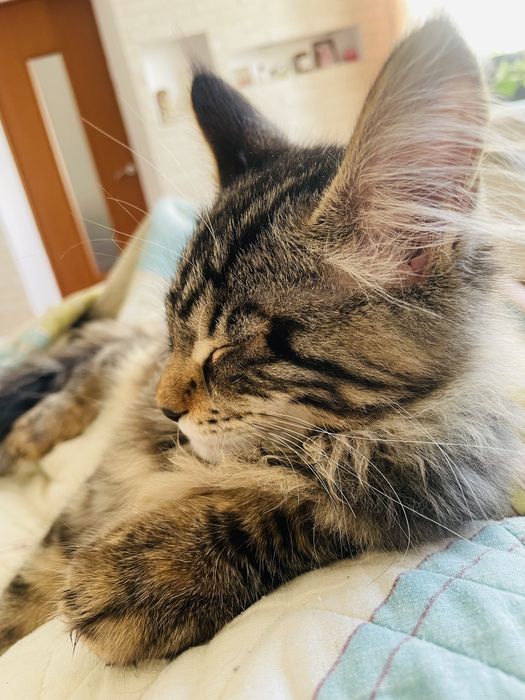 Продам котенка девочку мейн кун