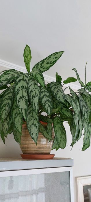 Аглаонема шикарная, сильвер квин