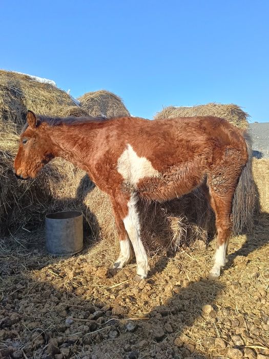 Екі жабағы сатылады