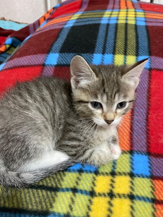 Отдам котят в добрые руки