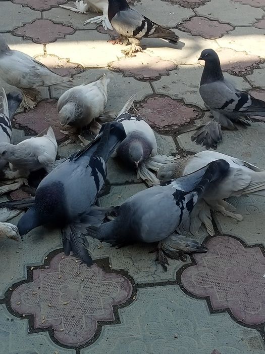Голуби сизые лётные