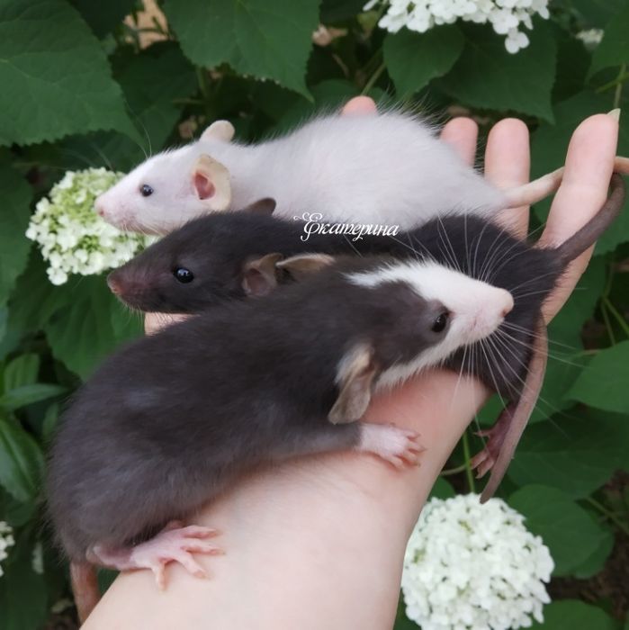 Крысы дамбо разных цветов