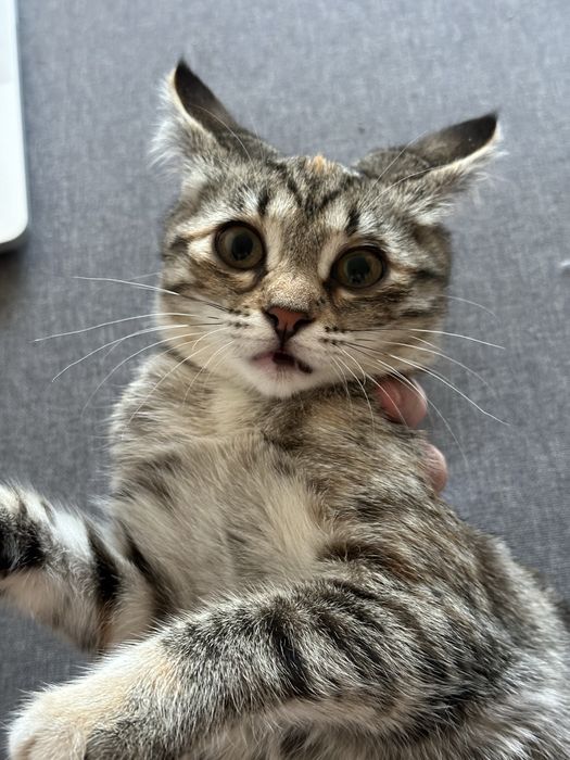 Кошечка ищет дом