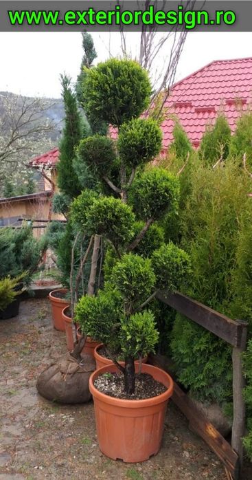 Pon pon, spirale tuia smarald, plante decorative pentru decor