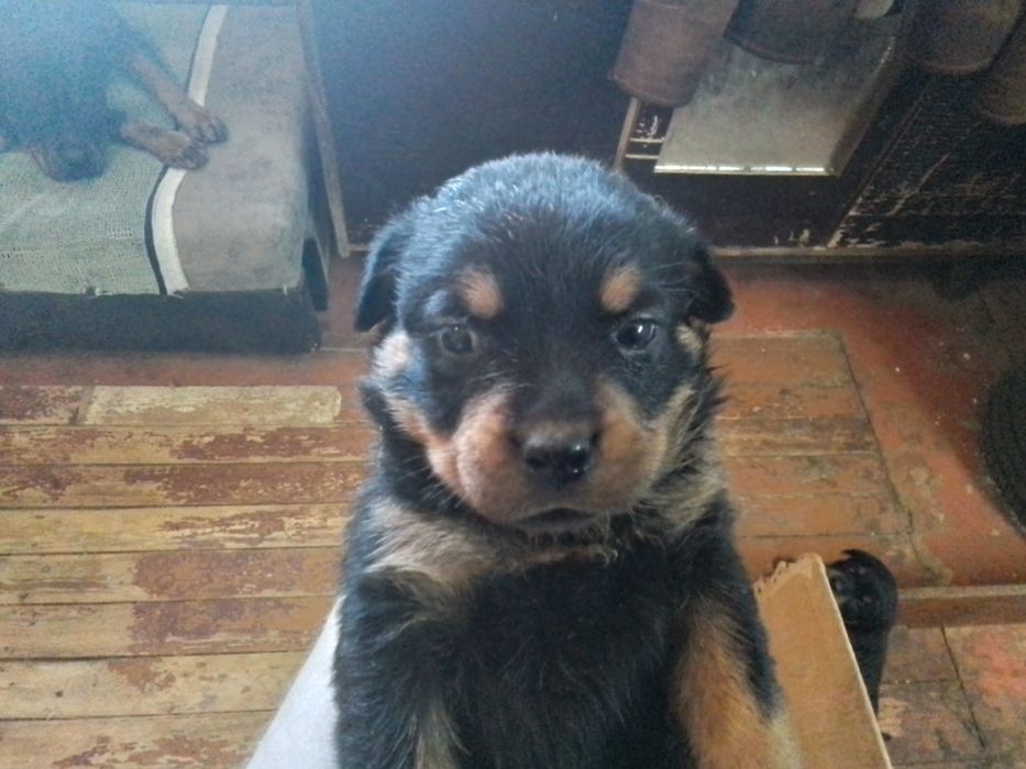 Ротвейлер продам