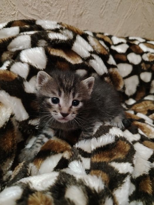 Котята срочно ищут семью