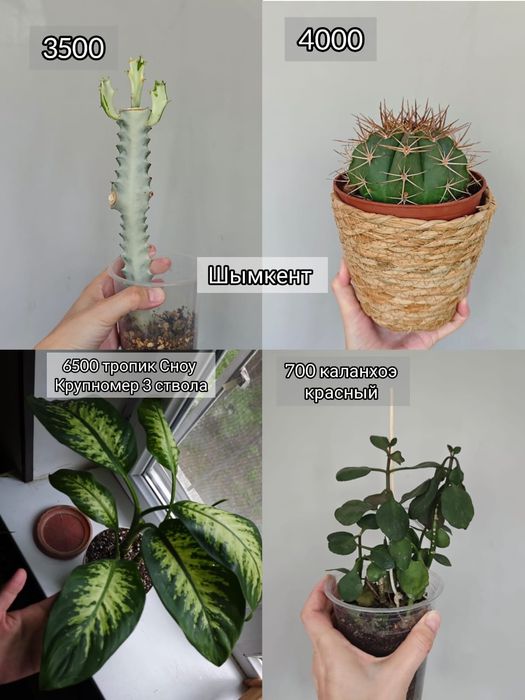 Сансиеверия, диффенбахия, суккуленты и цветы