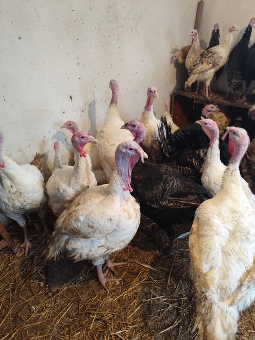 Curcani albi de carne