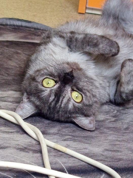Кошка британка-шиншилла СРОЧНО ОТДАМ!