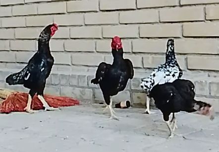 Koshamo sotiladi