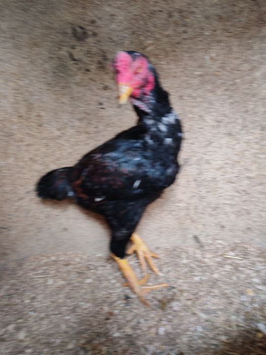 Продам хороших петушков  шамо микс