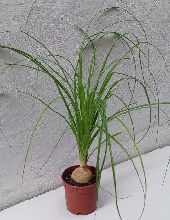 Нолины. Экзотическое растение с красивым стволом каудексом.