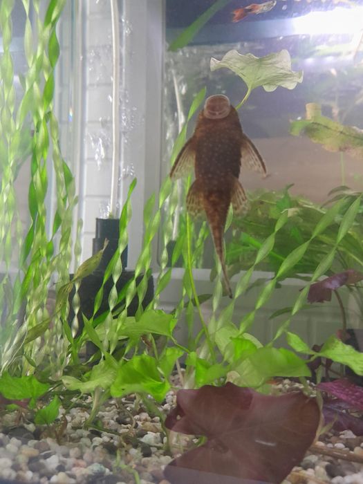 Аквариумные рыбки