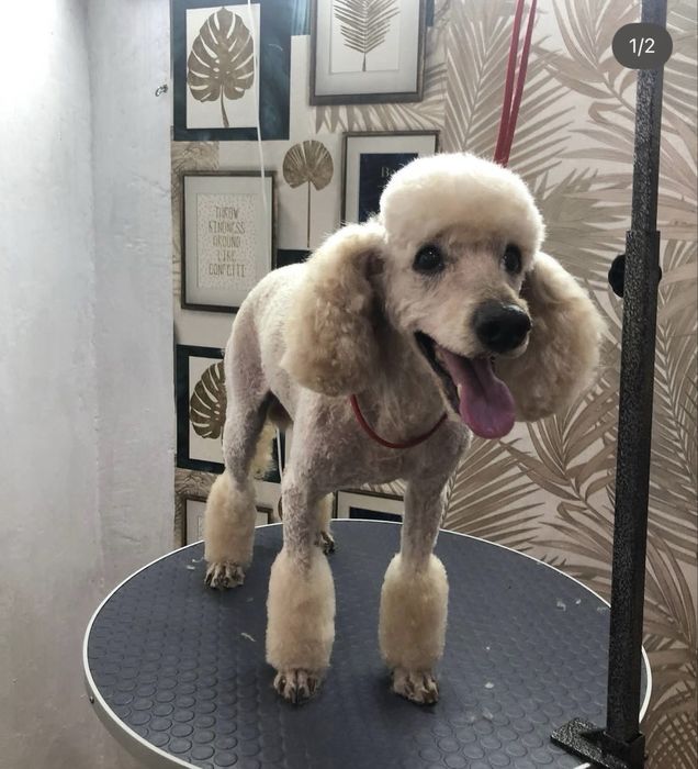 Груминг животных