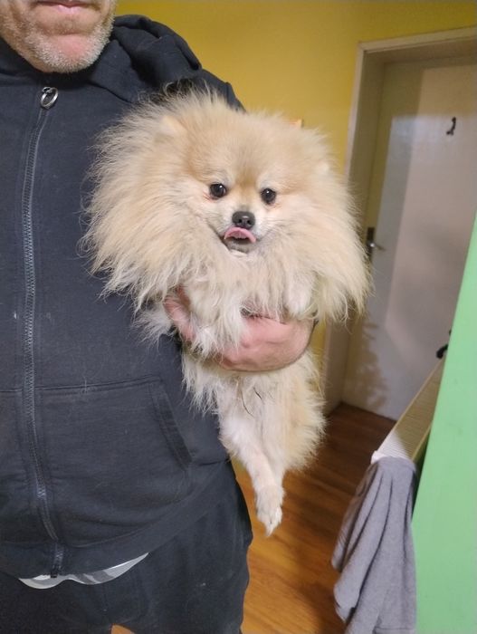 Померан , 2 момчета на 1 г.