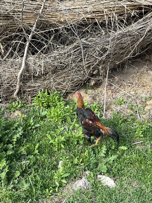 Dakan Xo’roz xitoy zot