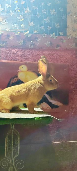 Uriaș german galben