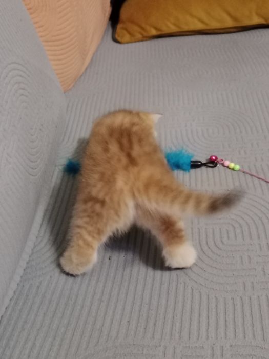 Продам Британских котят.