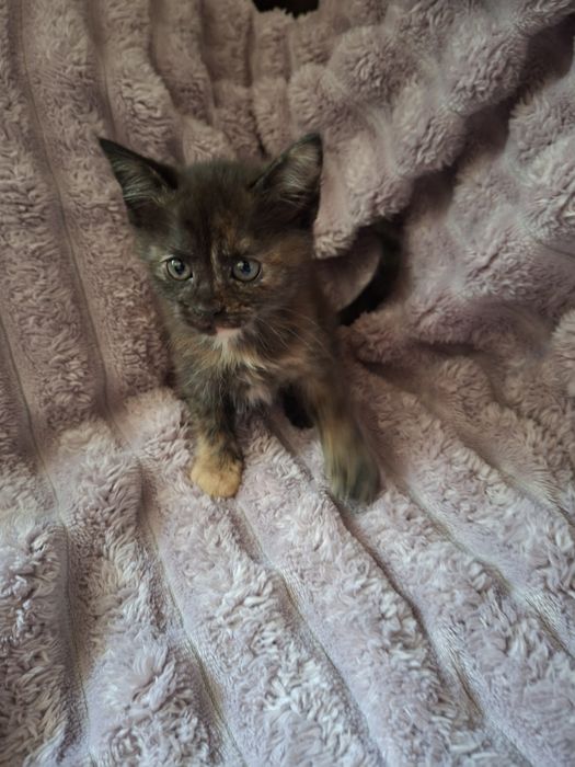 Отдам котят в добрые руки