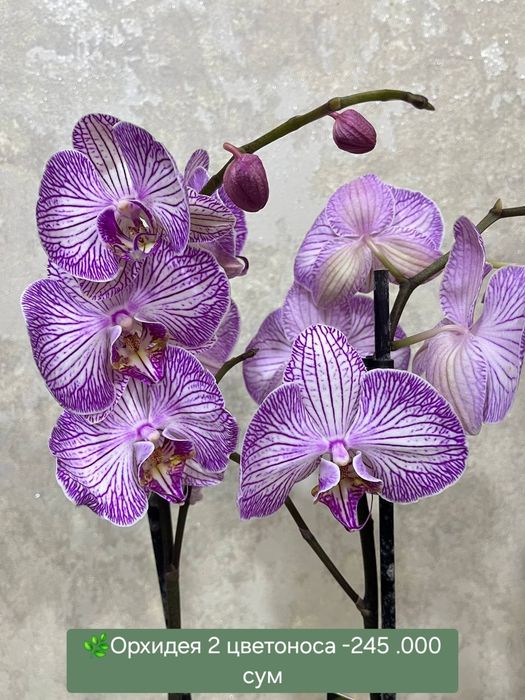 Красивые Орхидеи
