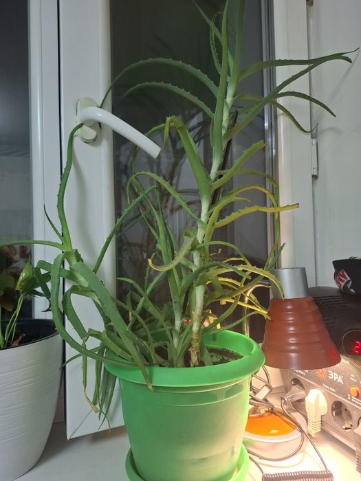 продам алой      .