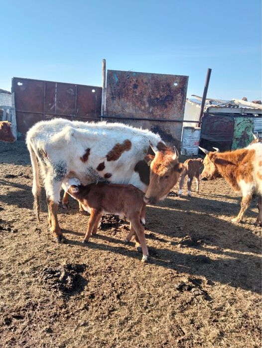 Сиырлар сатылады