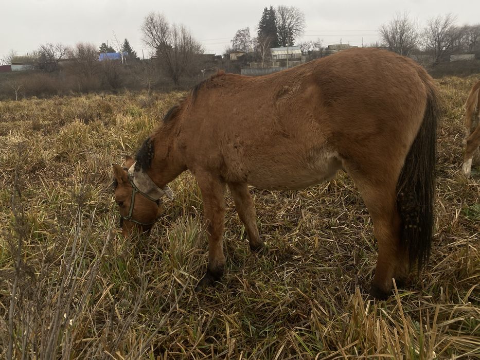 Еркек тай жеребчик Башкир