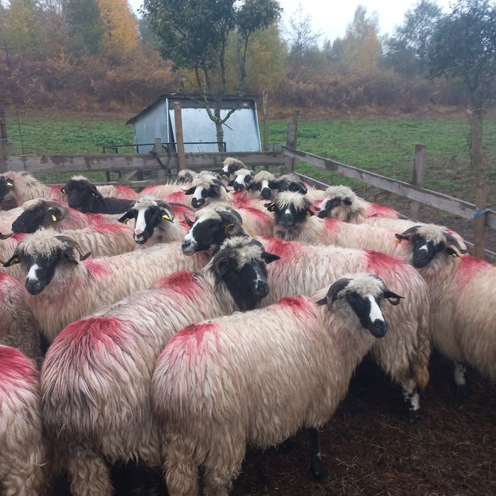 4  nuatine și 20 de oi