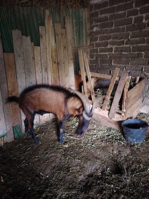 Vand tap alpin francez sau schimb cu o capra sau iada buna de lapte