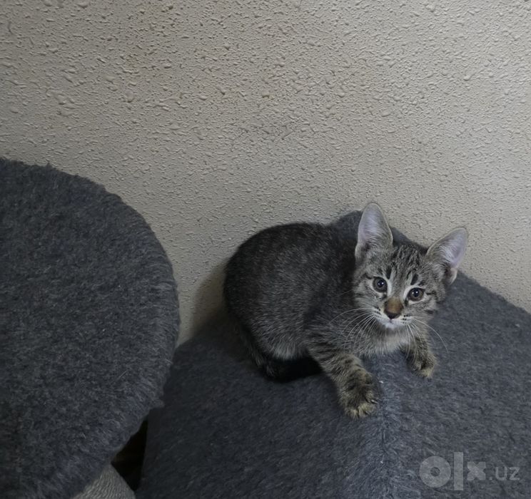 Котята, 2 месяца, бесплатно