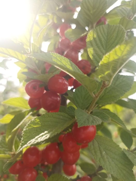 Карликовая вишня