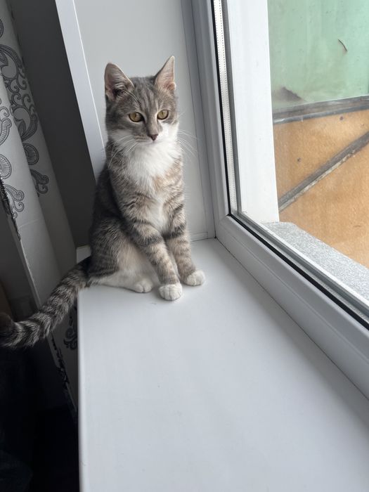 Кот:Имя Тайсон,Ему 9месяц,