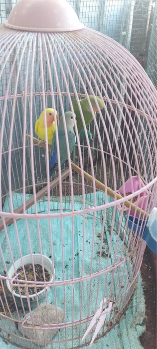 Vând pui agapornis