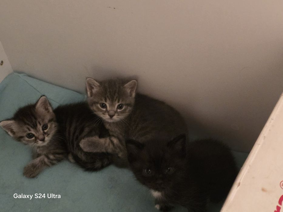 Котята домашние, в добрые руки