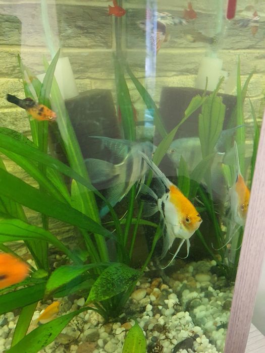 Hrana congelata si pesti acvariu xifo verde,gupy,scalari,cars,coridora
