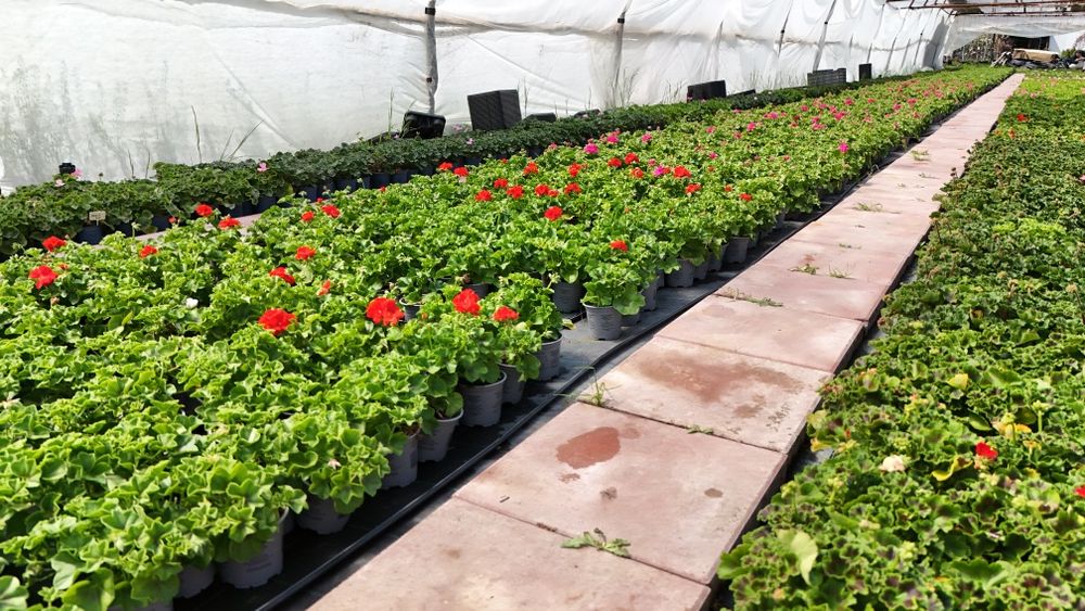 Muscate / Pelargonium Zonale , Curgatoare ,Peltatum , Tiroleze