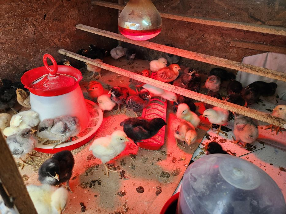 Pui Australorp dar si alte rase selectate vârste diferite