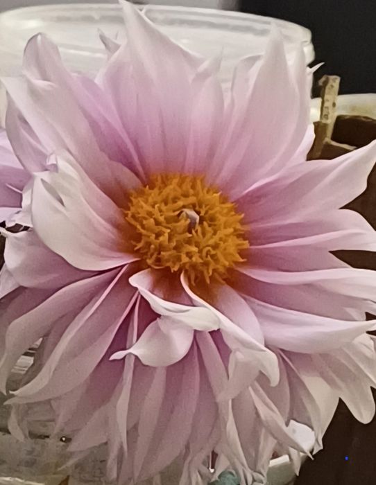 Цветы     цветы.