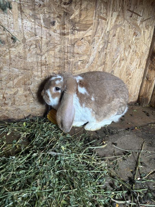 Vand iepuri de rasa!