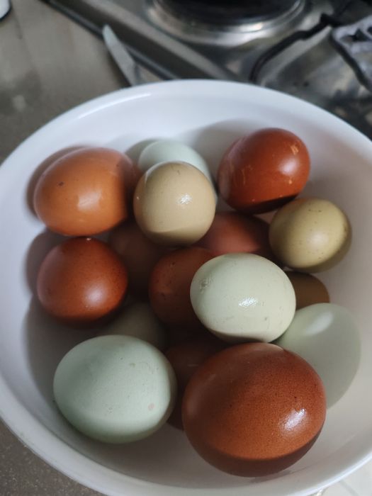 Ouă marans /araucana incubator