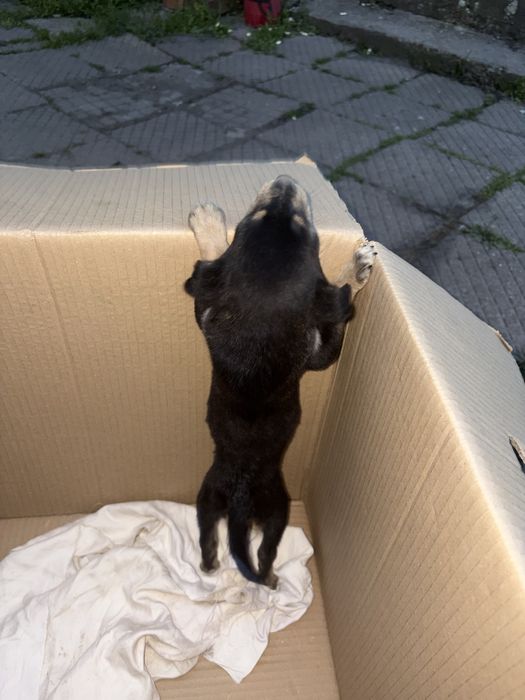 Две мини същества търсят смоят нов дом помогнете им моля ви се