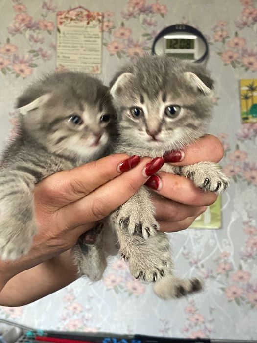 Веслоухие котята