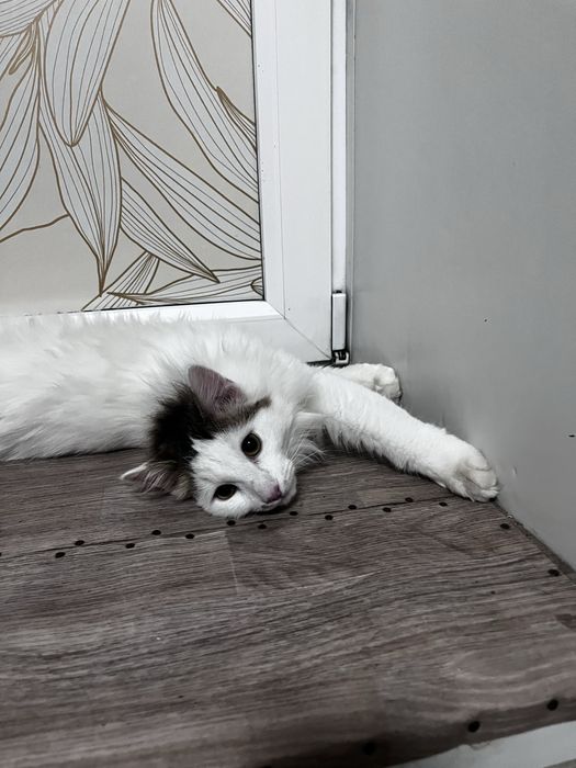 Отдам котенка бесплатно