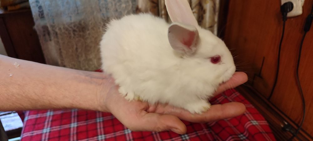 Маленькие кролики