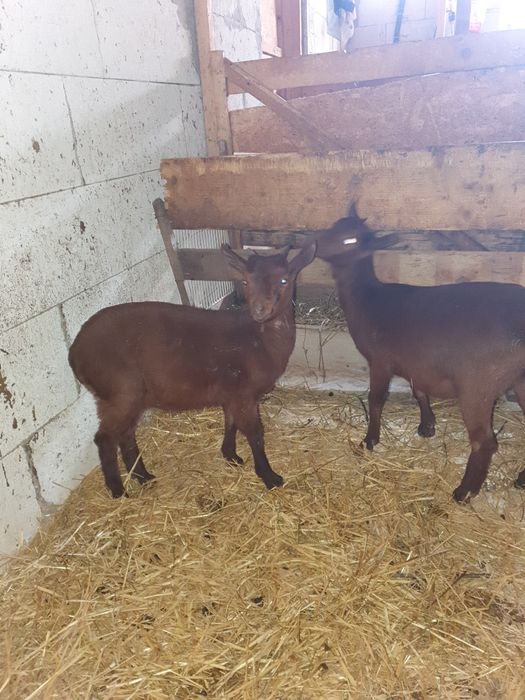 Vand țăpișor murciano