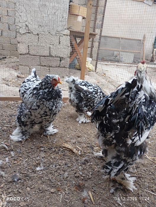 Брама Мраморная!