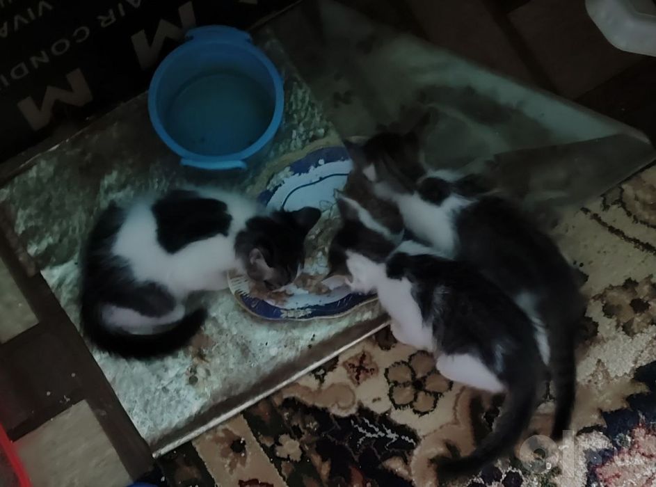 Продаем домашних котят