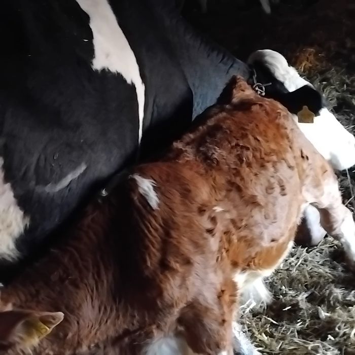 Vând o vaca de 5 ani