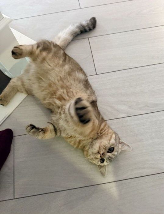 Золотой шиншилла тобби мальчик