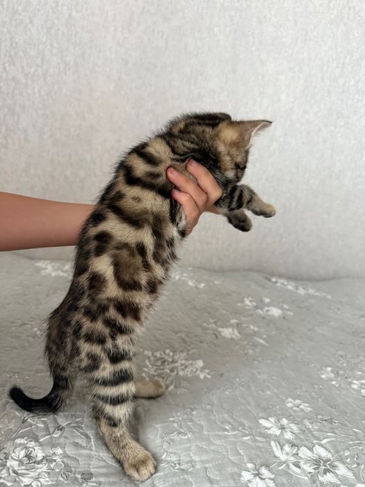 Котята бенгальские